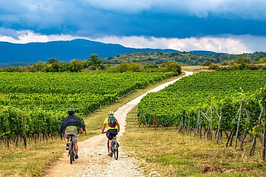 BL348 - Entre vigne et forêt au pied du Petit Ballon
