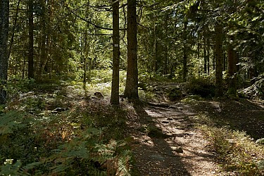 Circuit rando C30 : Entre Rothau et le Château de Salm