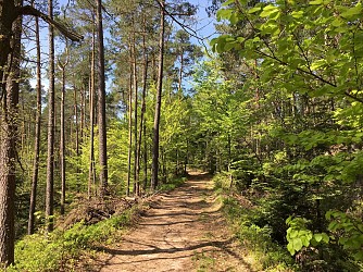 Bike tour: The Taennchel massif from Ribeauvillé. (Shortcut)