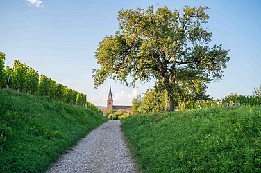 Bike tour: discover the vineyards between Ribeauvillé and Berghem