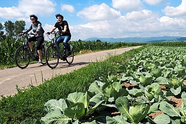 Circuit Choux et Vignes entre plaine et collines