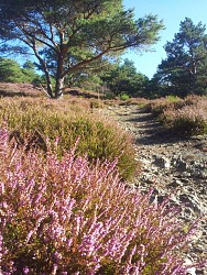 Circuit de randonnée ou de trail - entre grès et granit