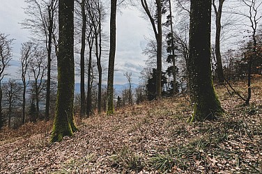 Mountain Bike Trail - Ungersberg