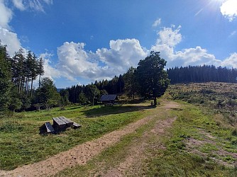 N°02 The Tree of Freedom