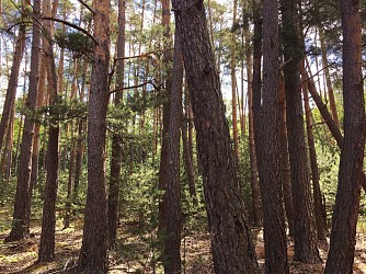 La balade du Sandhaas