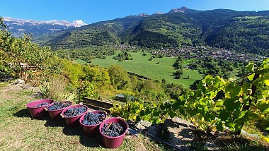 Sentier des Vignes