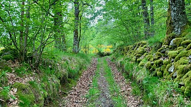 L'Étang de Majonenc