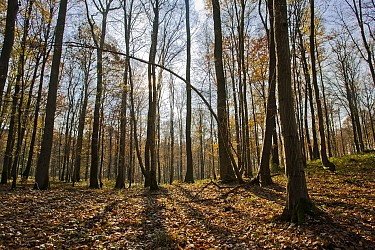 La forêt de Marle