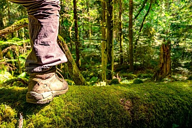 La Forêt royale - Chemin de la forêt