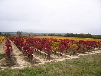 Sentier de la Rouère - Châtillon-sur-Cher