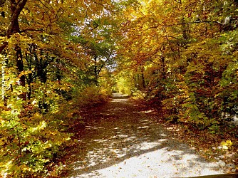La forêt de Saint-Maurice