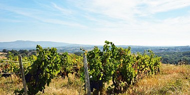 Fleurieux-sur-l'Arbresle - La Panoramique