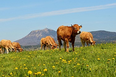 Le puy de Pourcharet