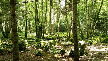 Le Sentier du Guêpier en forêt de Chaux