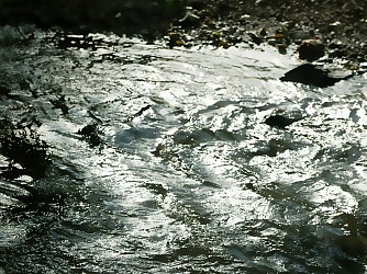 Margault, la truite Fario