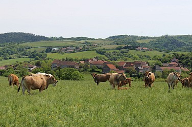 La source de Charponne
