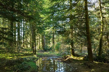 Le bois de Caux