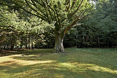 Circuit VTT C06 : Des Quelles à Fréconrupt