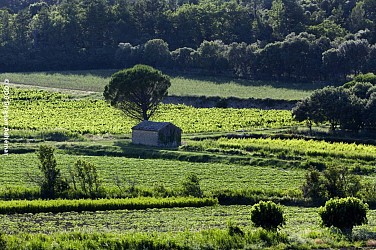 Des vignes et des cabanons