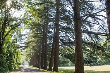 1- Découverte de la Forêt