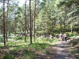 Ermenonville Forest, in the Abbeys forest