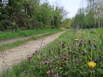 Le chemin de Gorguet