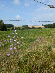 Circuit 6 : Chemins de la Motte des Ifs