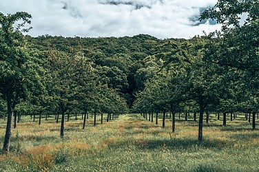 Voie verte de Livarot à Mézidon-Canon