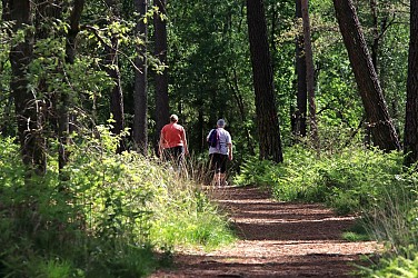 Sentier de randonnée pédestre "en forêt de Chambiers"