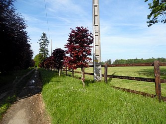 La Paquine dans son écrin forestier