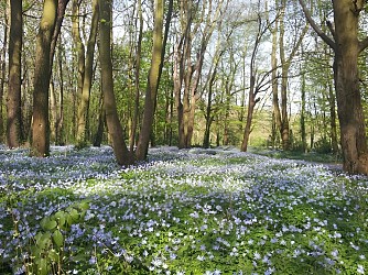 Dans le bois de Lébisey