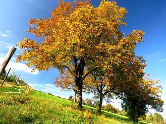 Tout au long des noyeraies