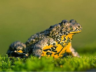 Roselière de la Teissonnière