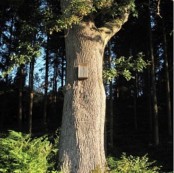 Chemin du Chêne à la Vierge