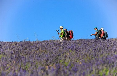 AUREL - Terre de lavande