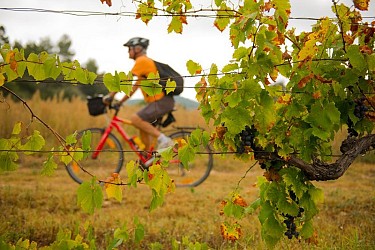 The vines at the mercy of the bike riding season