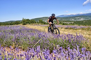 SAINT-CHRISTOL D'ALBION - Les lavandes de Ballagros à VTT
