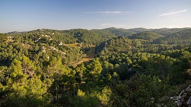 SAINT ETIENNE DU GRES - La grande pinède des Alpilles