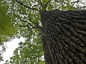 Autour de la Haute Forêt