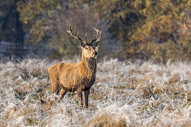 Au royaume du cerf
