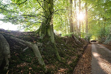 Circuit n°14 : La Plaine de Sonimare