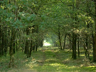 Chemin du verger