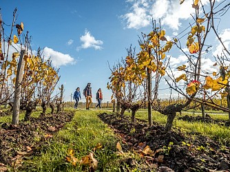 Chemin des vignes