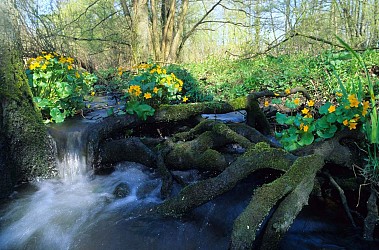 Walking tour: Schwarzbach - Lake of Reichshoffen