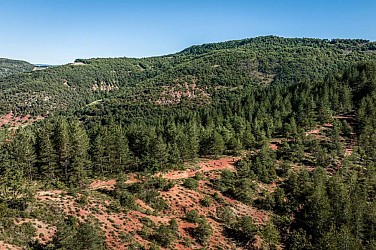 Entre sous-bois et rougier
