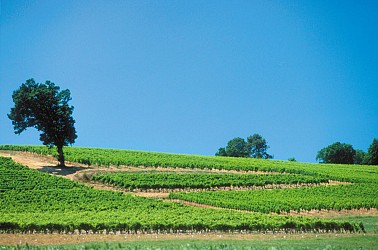 MOUCHAN LA CLUNISIENNE - PR 7 - Mouchan