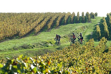Echappée au coeur du Massif : entre forêts et vignobles