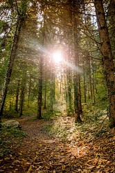 Walking loop: Bois de la Cure path