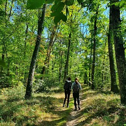 PR13 : Les Sentiers de Sauvagny