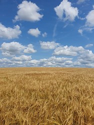 Circuit entre Longuève et Ruisseau de Bonne Fontaine